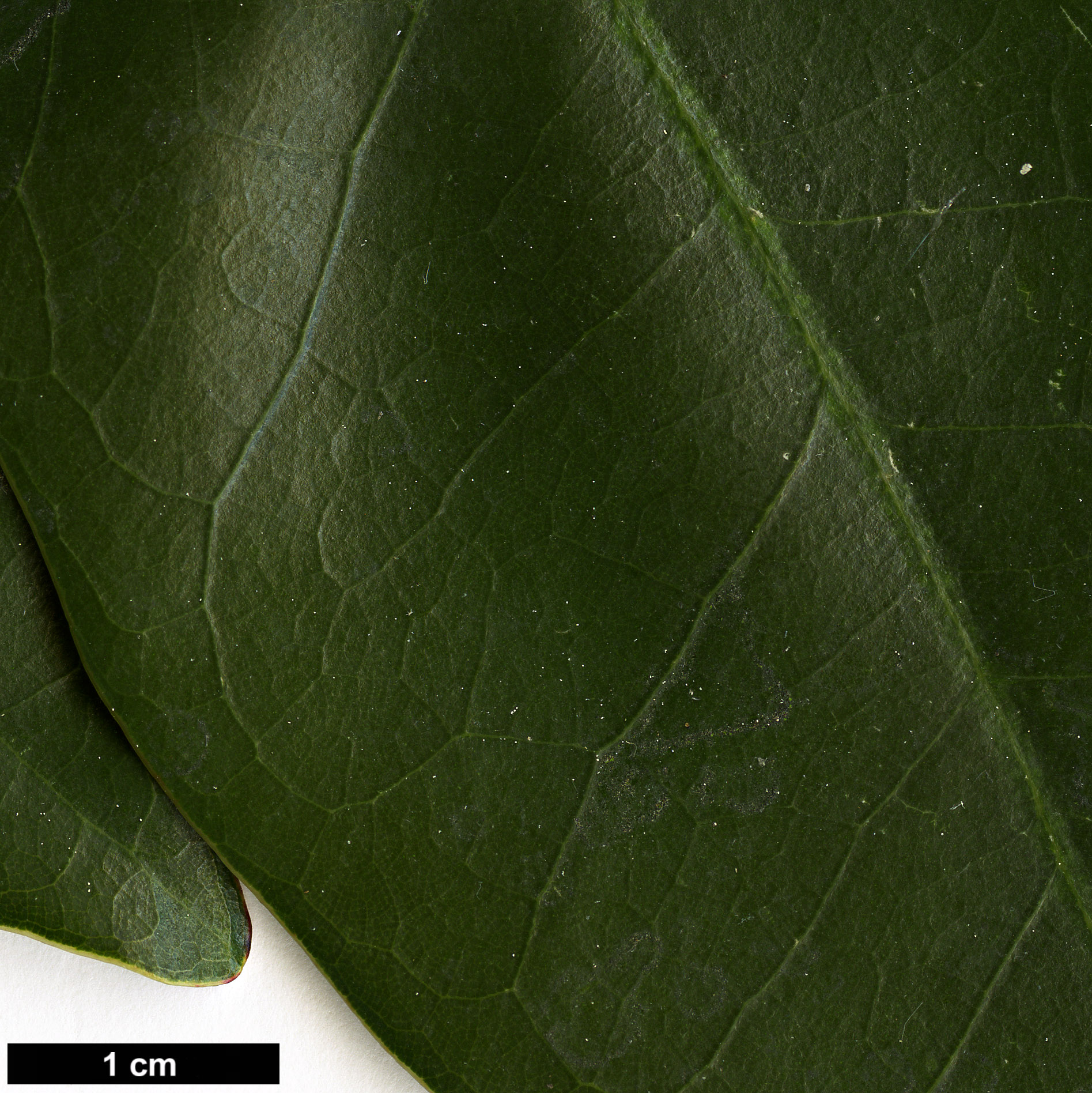 High resolution image: Family: Fagaceae - Genus: Castanopsis - Taxon: cuspidata 